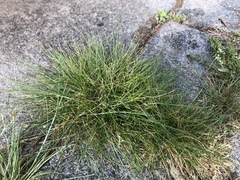 Poaceae