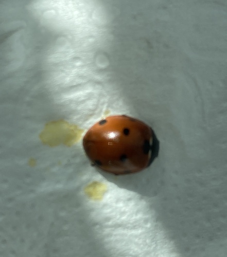 Seven-spotted Lady Beetle