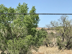 Populus fremontii fremontii