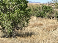 Populus fremontii fremontii