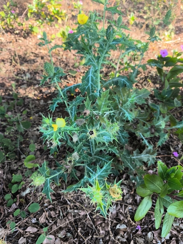 Mexican prickly poppy