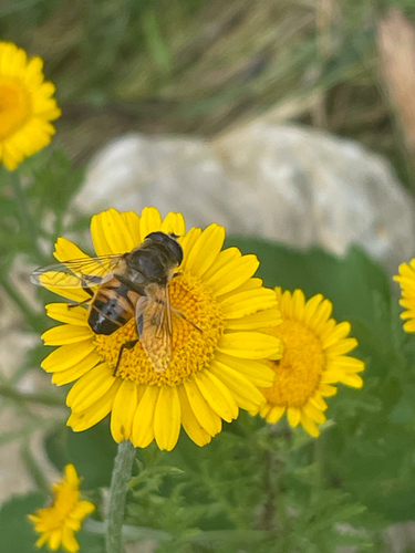 Common Drone Fly