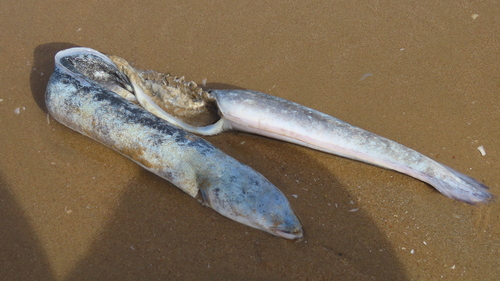 European Eel