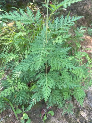 Artemisia sacrorum iNat (2)