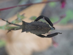 Elasmopoda alata