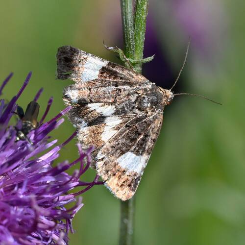 Four-spotted Moth, Orth3, photo 8 of 10