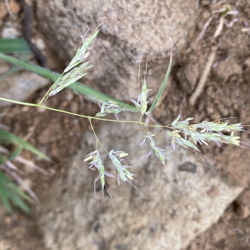 Capillipedium kwashotense observed 2026-06-24