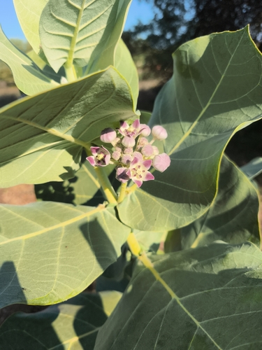 giant milkweed
