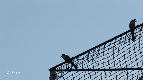 Red-whiskered Bulbul