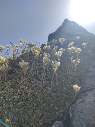 Saxifraga canaliculata, photograph 1