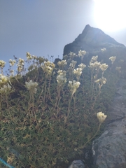 Saxifraga canaliculata