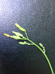 Youngia thunbergiana
