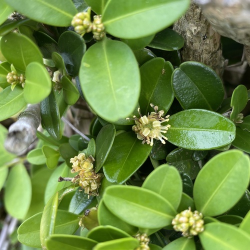 Buxus liukiuensis, 2026-06-24