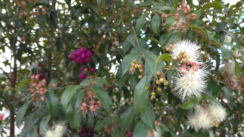 Syzygium paniculatum image