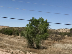 Populus fremontii fremontii