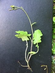 Youngia thunbergiana