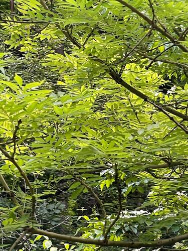 Zanthoxylum schinifolium iNat (3)
