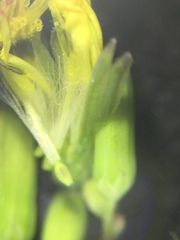 Youngia thunbergiana