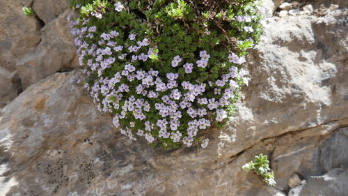 Pyrenean Whitlow-grass