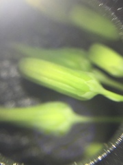 Youngia thunbergiana