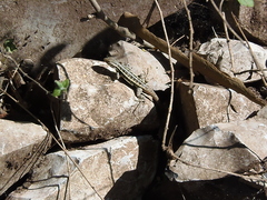 Sceloporus couchii