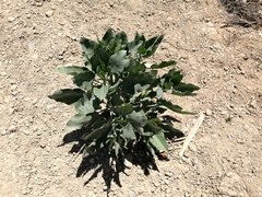 Nicotiana glauca