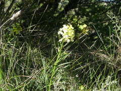 Biscutella laevigata