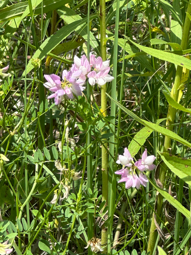 purple crownvetch