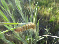 Paracles deserticola