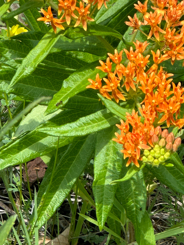 butterfly milkweed