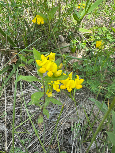bird's-foot trefoil