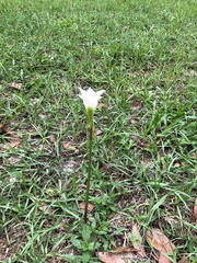 Zephyranthes atamasco