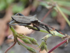 Elasmopoda alata