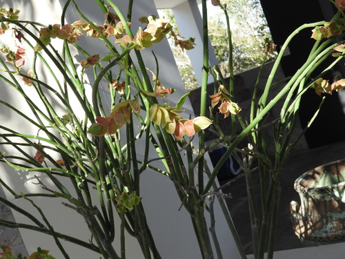 Euphorbia bracteata