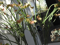 Euphorbia bracteata
