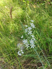 (c) Ljaž, some rights reserved (CC BY) Ornithogalum pyramidale, photograph (c) Ljaž, some rights reserved (CC BY)