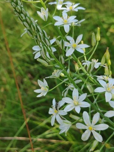 Ornithogalum pyramidale, photograph 5