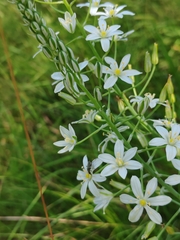 (c) Ljaž, some rights reserved (CC BY) Ornithogalum pyramidale, photograph (c) Ljaž, some rights reserved (CC BY)