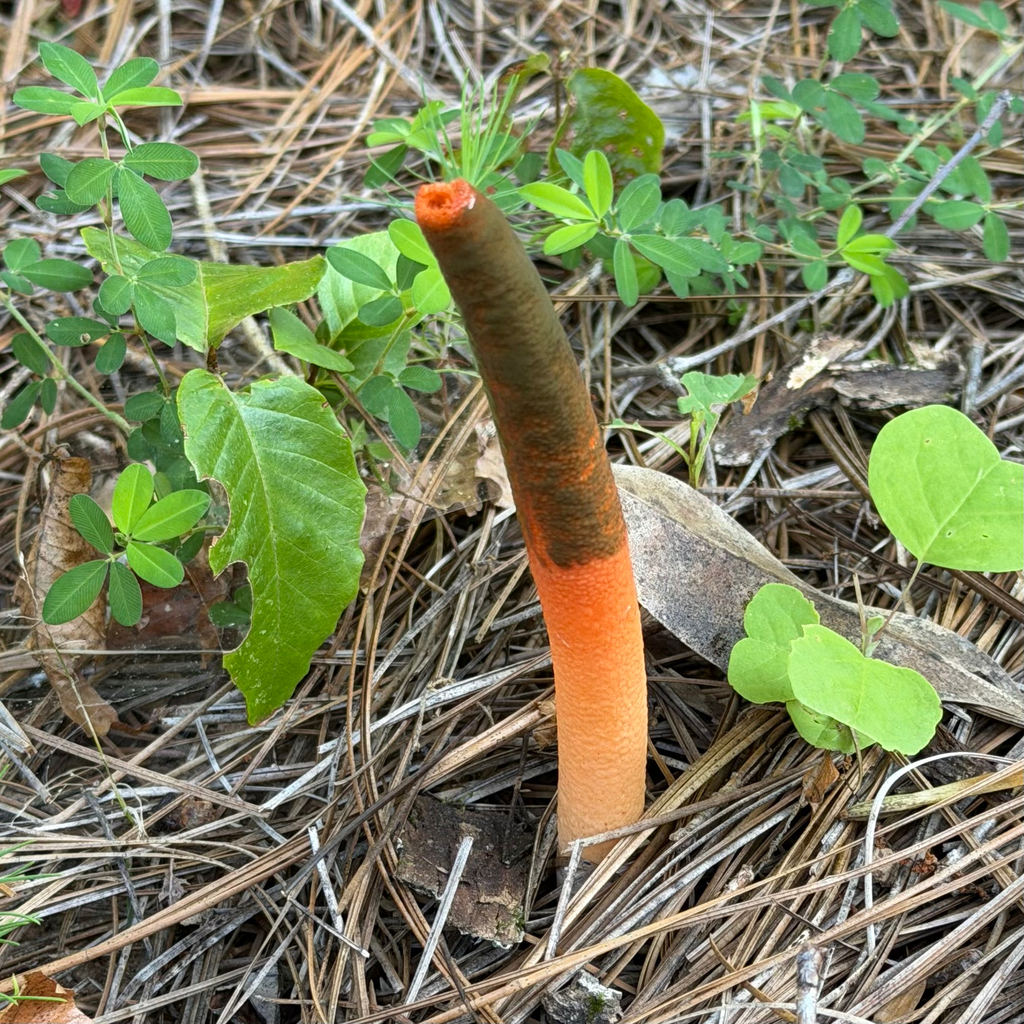 devil's dipstick · June 2026 · photo: Photo: (c) Dan Vickers, some rights reserved (CC BY) · iNaturalist
