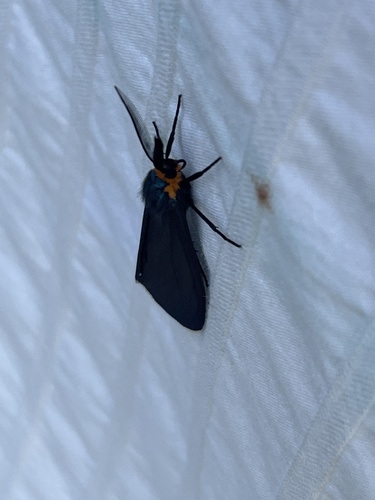 Virginia Ctenucha Moth