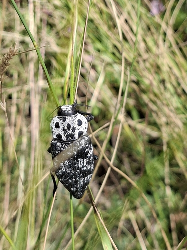 Capnodis cariosa