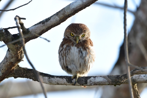 Ferruginous Pygmy-Owl