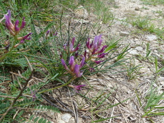 Astragalus monspessulanus monspessulanus