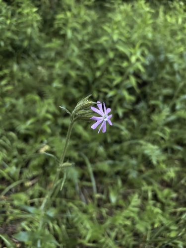 Наблюдение на iNaturalist