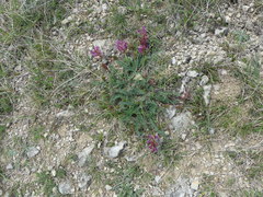 Astragalus monspessulanus monspessulanus