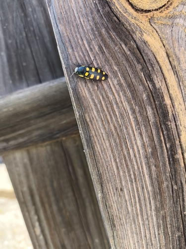 Eight-spotted Jewel Beetle