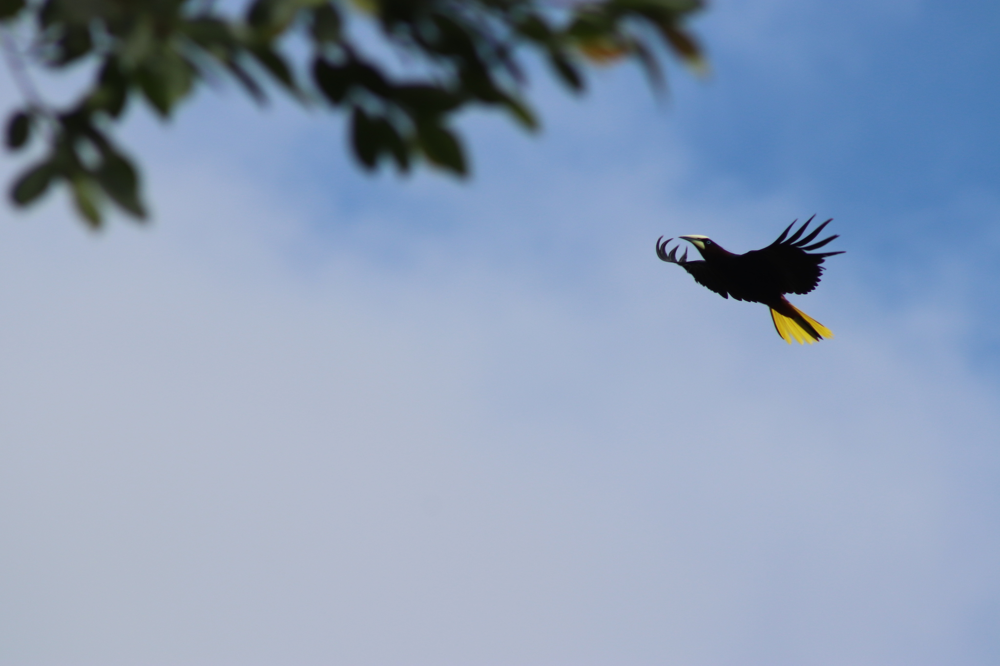 Chestnut-headed Oropendola (Psarocolius wagleri)