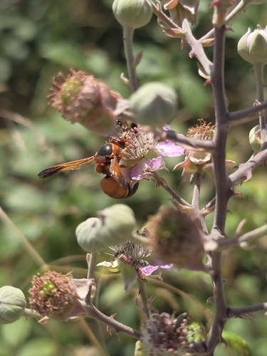 Rhynchium oculatum
