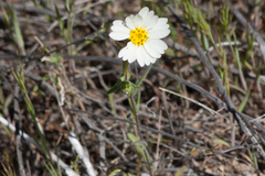 Layia glandulosa