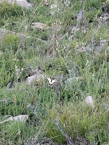 Old World Swallowtail